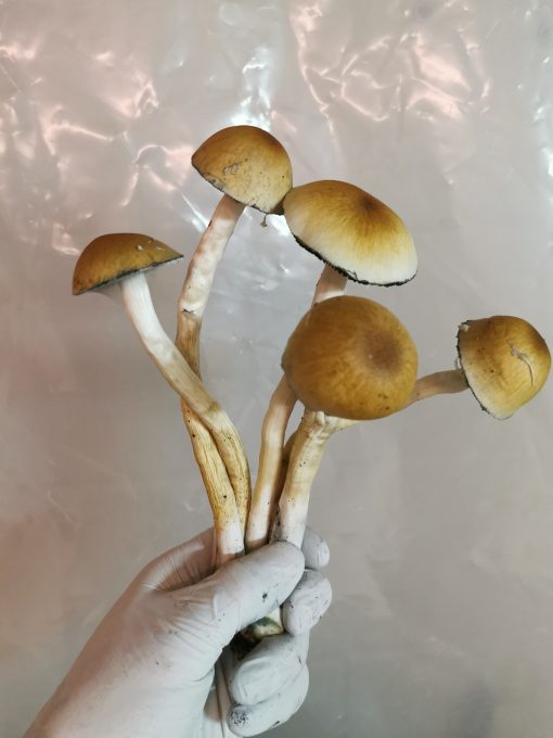 Golden Teacher Magic Mushrooms - Bulk | Magic Mushies