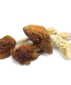 Golden Teachers Magic Mushrooms