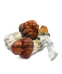 Tidal Wave Magic Mushrooms