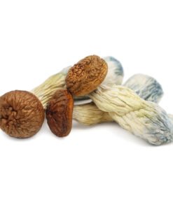 Penis Envy Magic Mushrooms