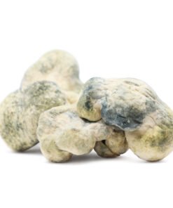 Leucistic Burma Magic Mushrooms