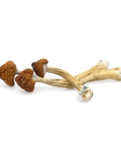 Big Mex Magic Mushrooms