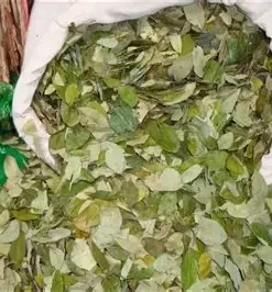 Buy Coca Leaves Canada