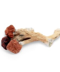 Florida White Magic Mushrooms