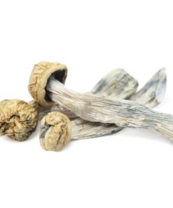 Yeti Magic Mushrooms